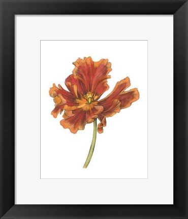 Framed Tulip Beauty I Print