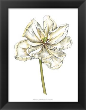 Framed Tulip Beauty II Print