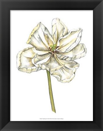 Framed Tulip Beauty II Print