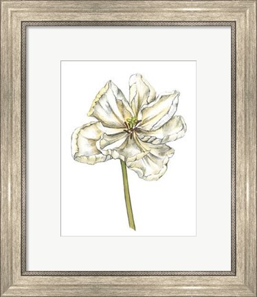 Framed Tulip Beauty II Print