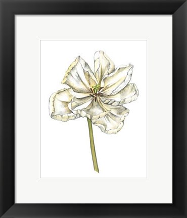 Framed Tulip Beauty II Print