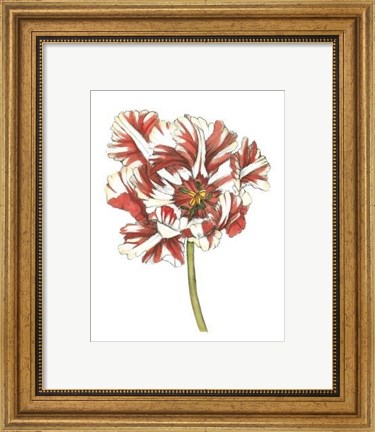 Framed Tulip Beauty III Print