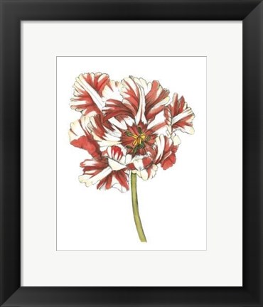 Framed Tulip Beauty III Print