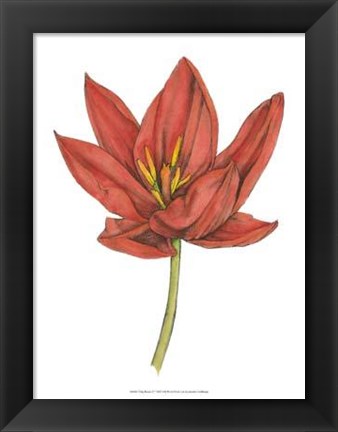 Framed Tulip Beauty IV Print