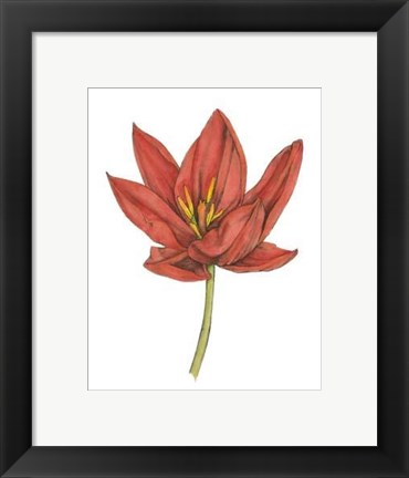 Framed Tulip Beauty IV Print