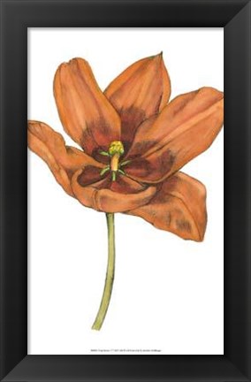 Framed Tulip Beauty V Print