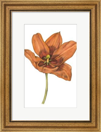 Framed Tulip Beauty V Print
