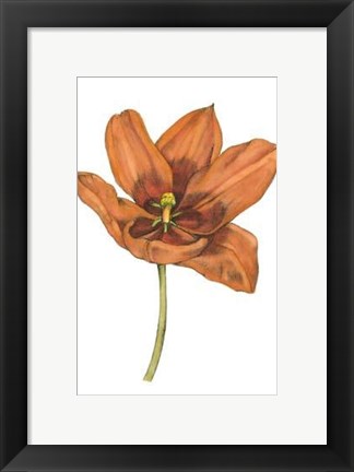 Framed Tulip Beauty V Print
