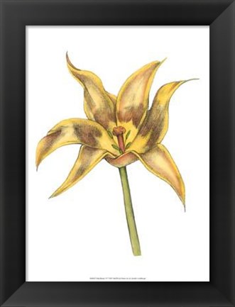 Framed Tulip Beauty VI Print