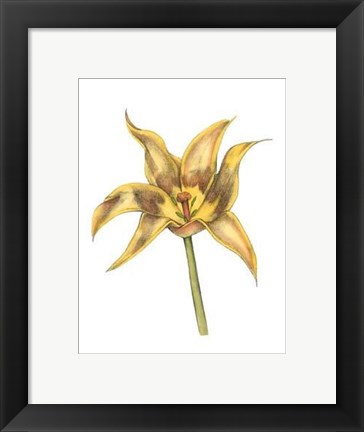 Framed Tulip Beauty VI Print