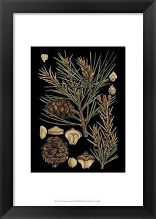 Framed Small Dramatic Conifers II Print
