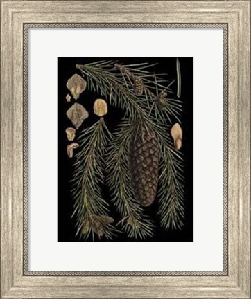Framed Small Dramatic Conifers III Print