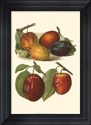 Framed Plum Varieties I Print