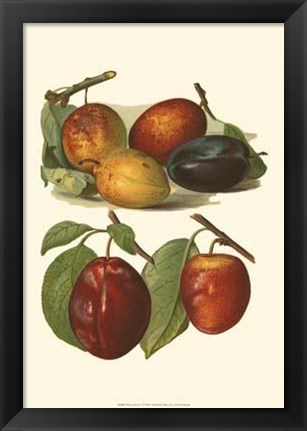 Framed Plum Varieties I Print