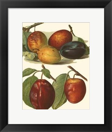 Framed Plum Varieties I Print