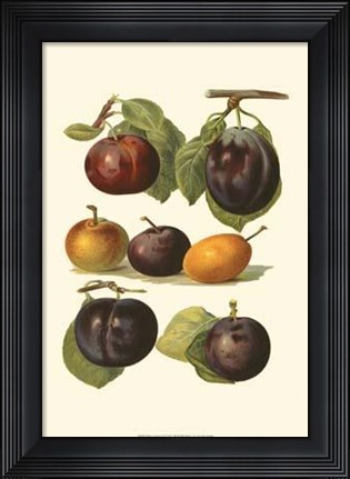 Framed Plum Varieties II Print