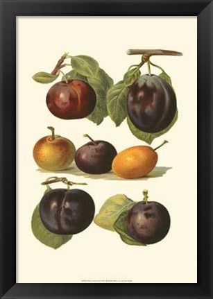 Framed Plum Varieties II Print