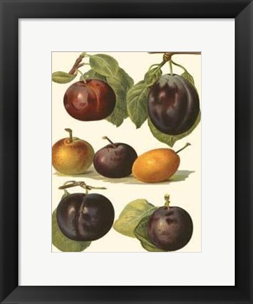 Framed Plum Varieties II Print