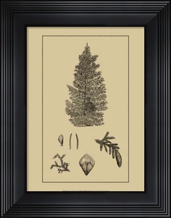 Framed Arbor Study I Print