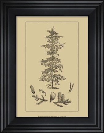 Framed Arbor Study II Print