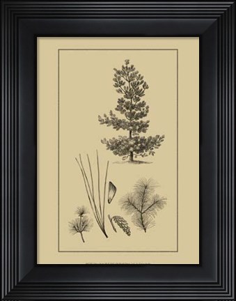 Framed Arbor Study III Print