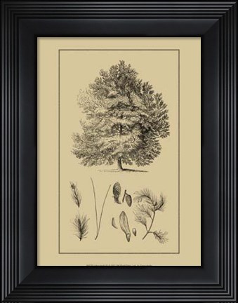 Framed Arbor Study IV Print