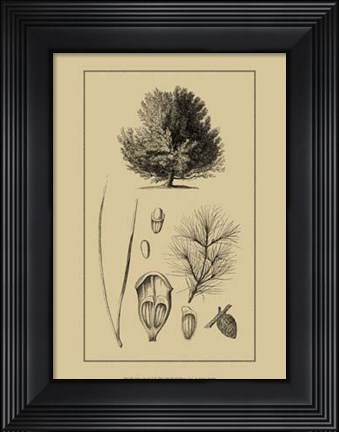 Framed Arbor Study V Print
