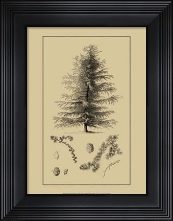 Framed Arbor Study VI Print