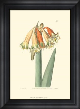 Framed Golden Beauty I Print
