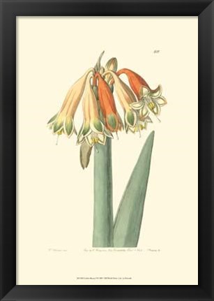 Framed Golden Beauty I Print