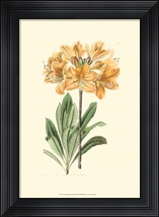 Framed Golden Beauty II Print