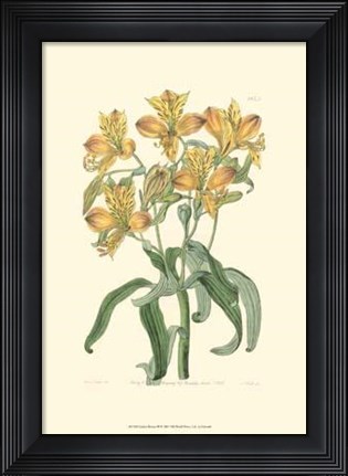 Framed Golden Beauty III Print