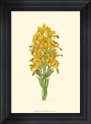 Framed Golden Beauty IV Print