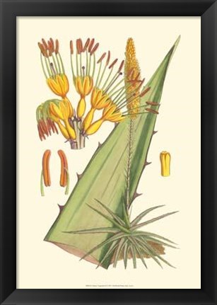 Framed Vibrant Tropicals II Print