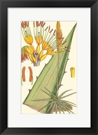 Framed Vibrant Tropicals II Print
