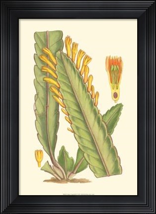 Framed Vibrant Tropicals III Print