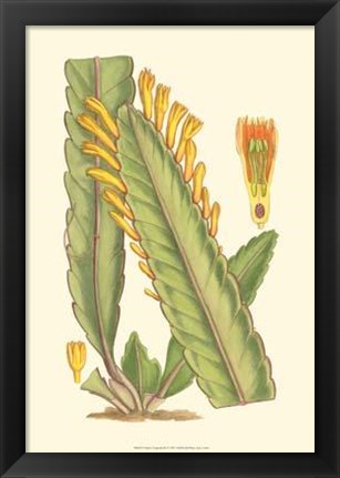 Framed Vibrant Tropicals III Print