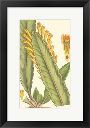 Framed Vibrant Tropicals III Print