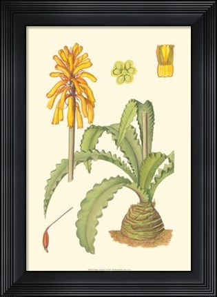 Framed Vibrant Tropicals V Print