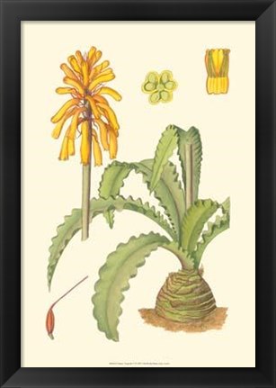 Framed Vibrant Tropicals V Print