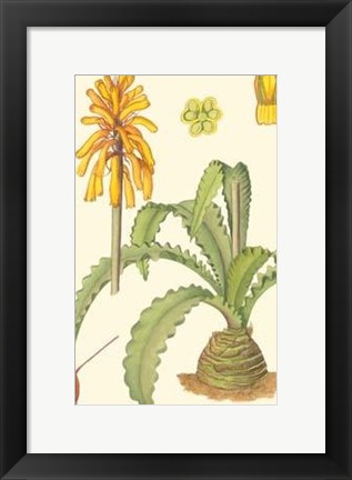 Framed Vibrant Tropicals V Print