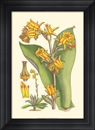 Framed Vibrant Tropicals VI Print