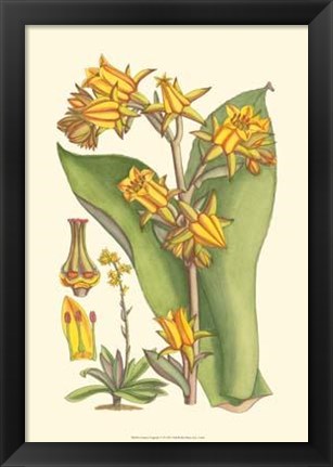 Framed Vibrant Tropicals VI Print