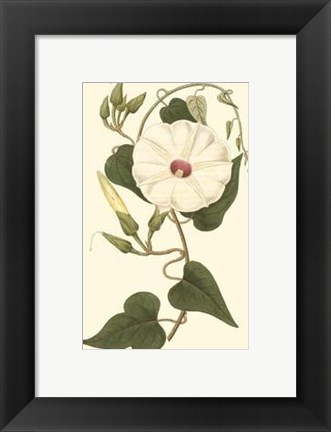 Framed Blossoming Vine I Print