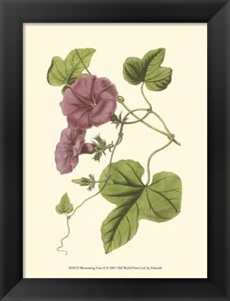 Framed Blossoming Vine II Print