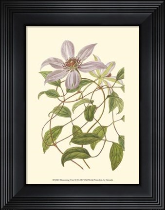 Framed Blossoming Vine III Print