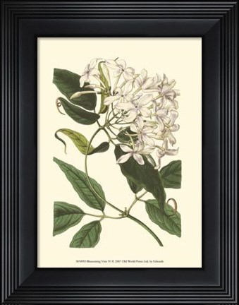 Framed Blossoming Vine IV Print