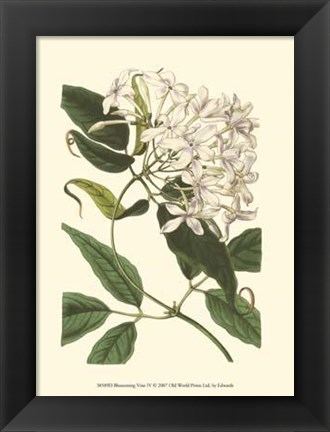 Framed Blossoming Vine IV Print