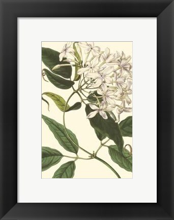 Framed Blossoming Vine IV Print