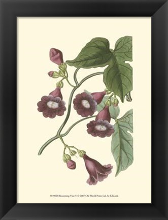 Framed Blossoming Vine V Print